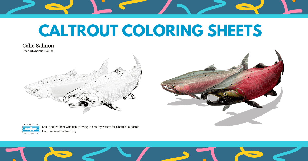 Coloring sheets california trout