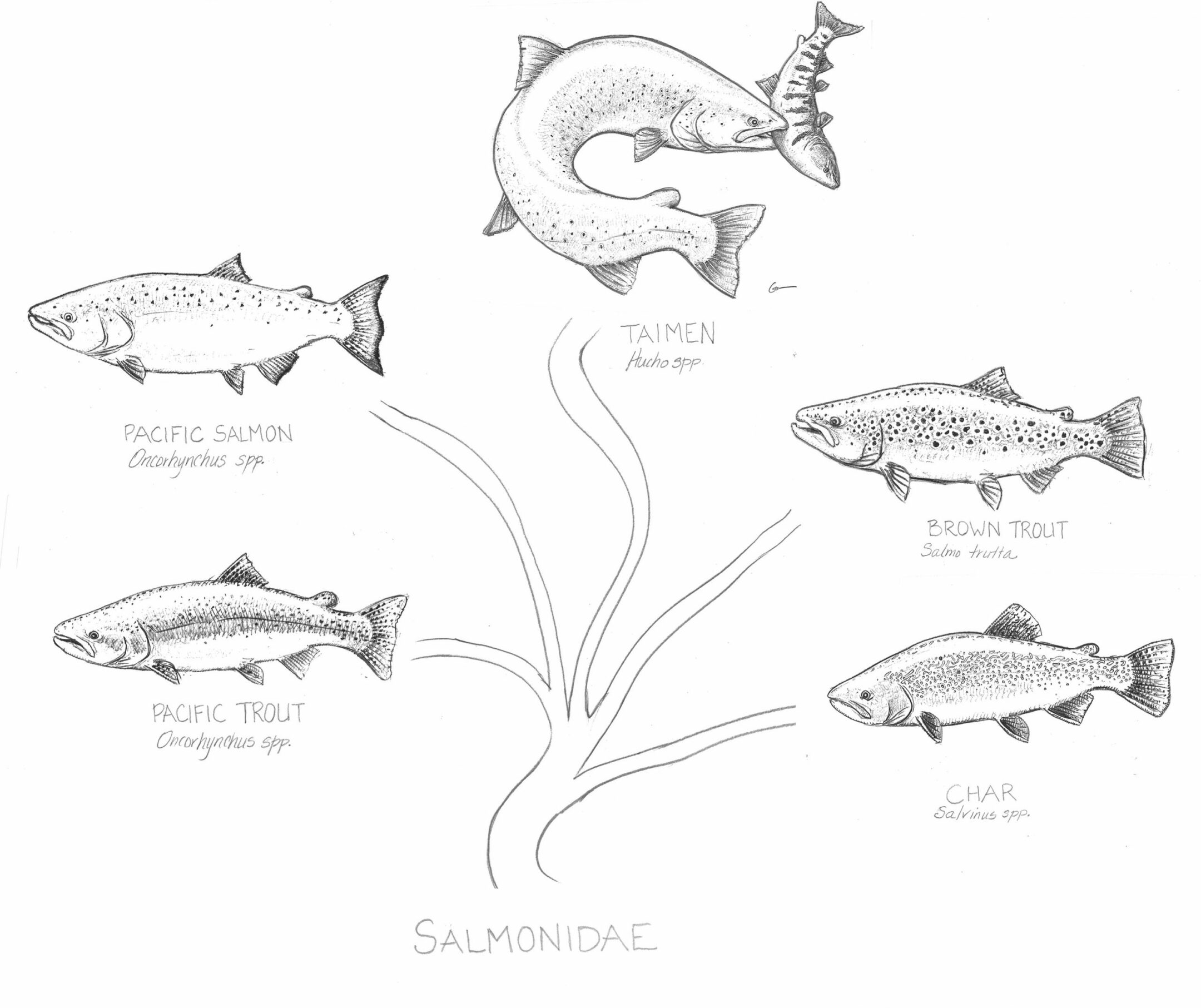 Salmon school