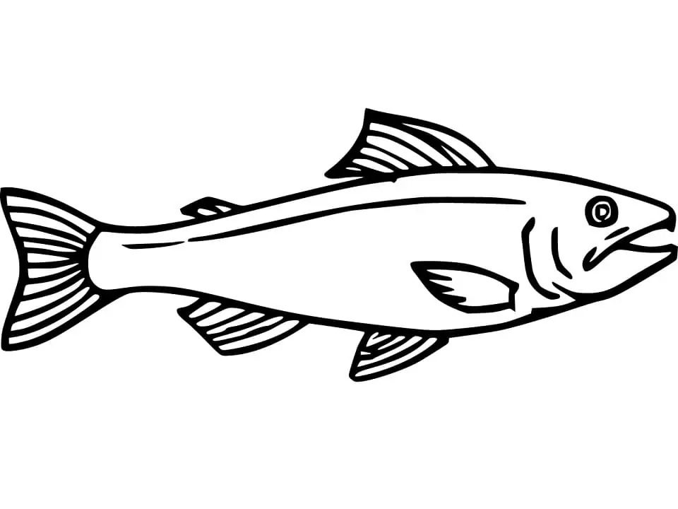 Sockeye salmon coloring page