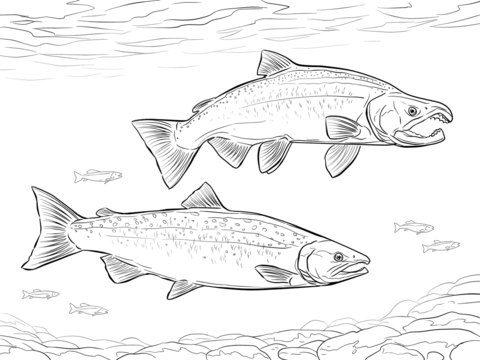 Coho salmon coloring page free printable coloring pages