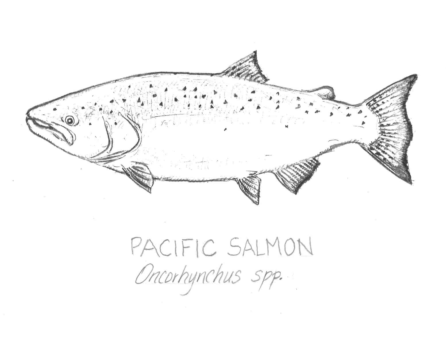 Salmon school