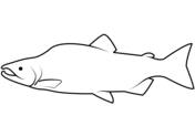 Salmon coloring pages free coloring pages