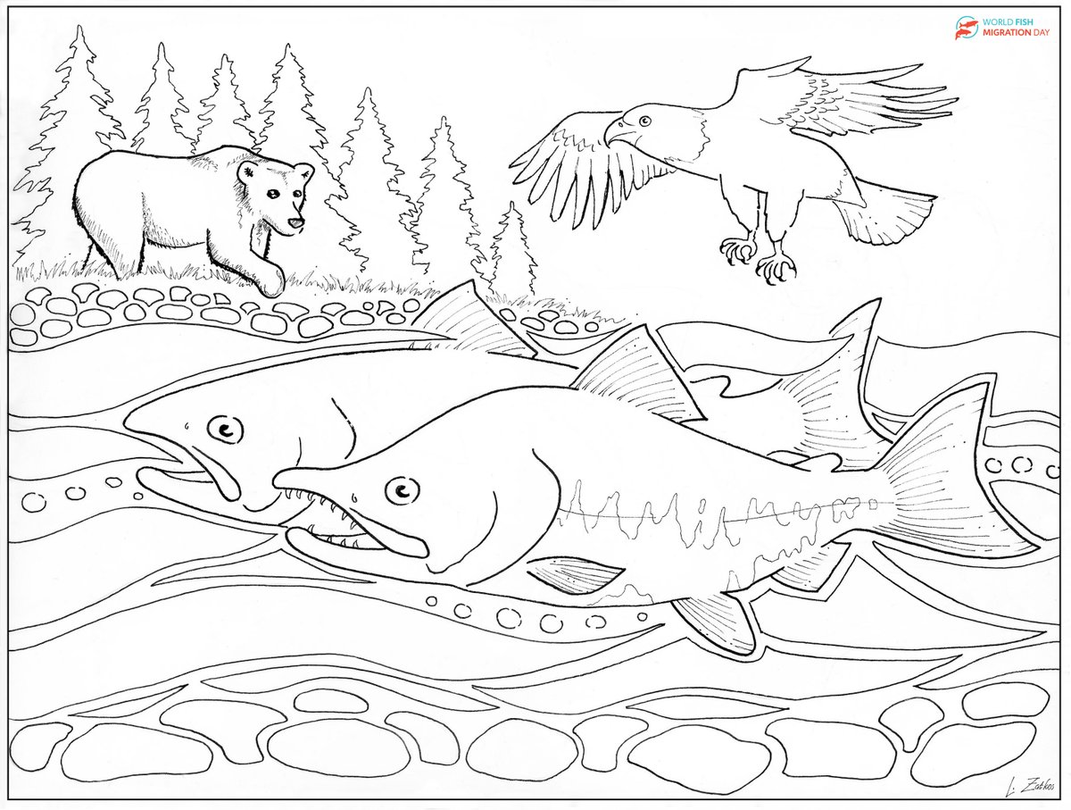 World fish migration foundation on x look at these masterpieces ðð use these colouring pages in your uping events and share them with kids and schools the fish represented are in order