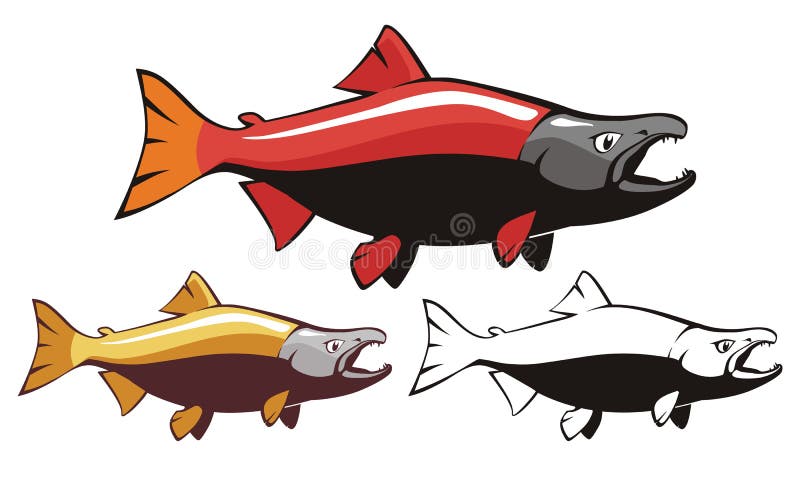 Sockeye stock illustrations â sockeye stock illustrations vectors clipart