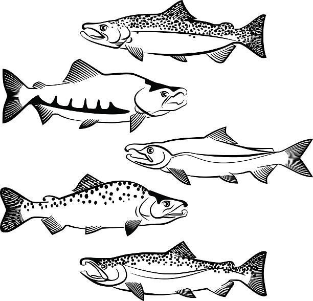 Salmon species stock illustration