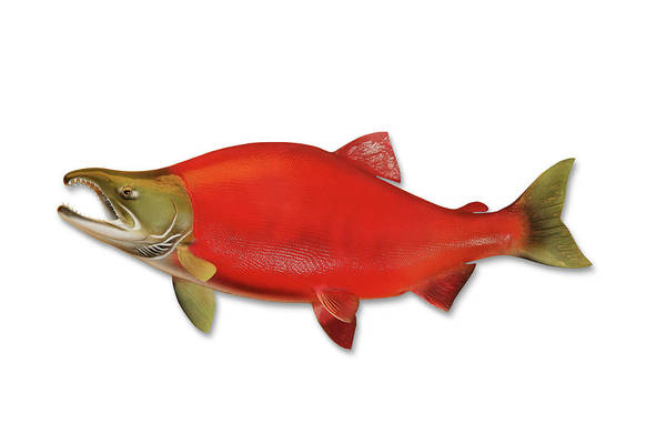 Sockeye salmon with clipping path art print by georgepeters