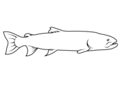 Salmon coloring pages free coloring pages