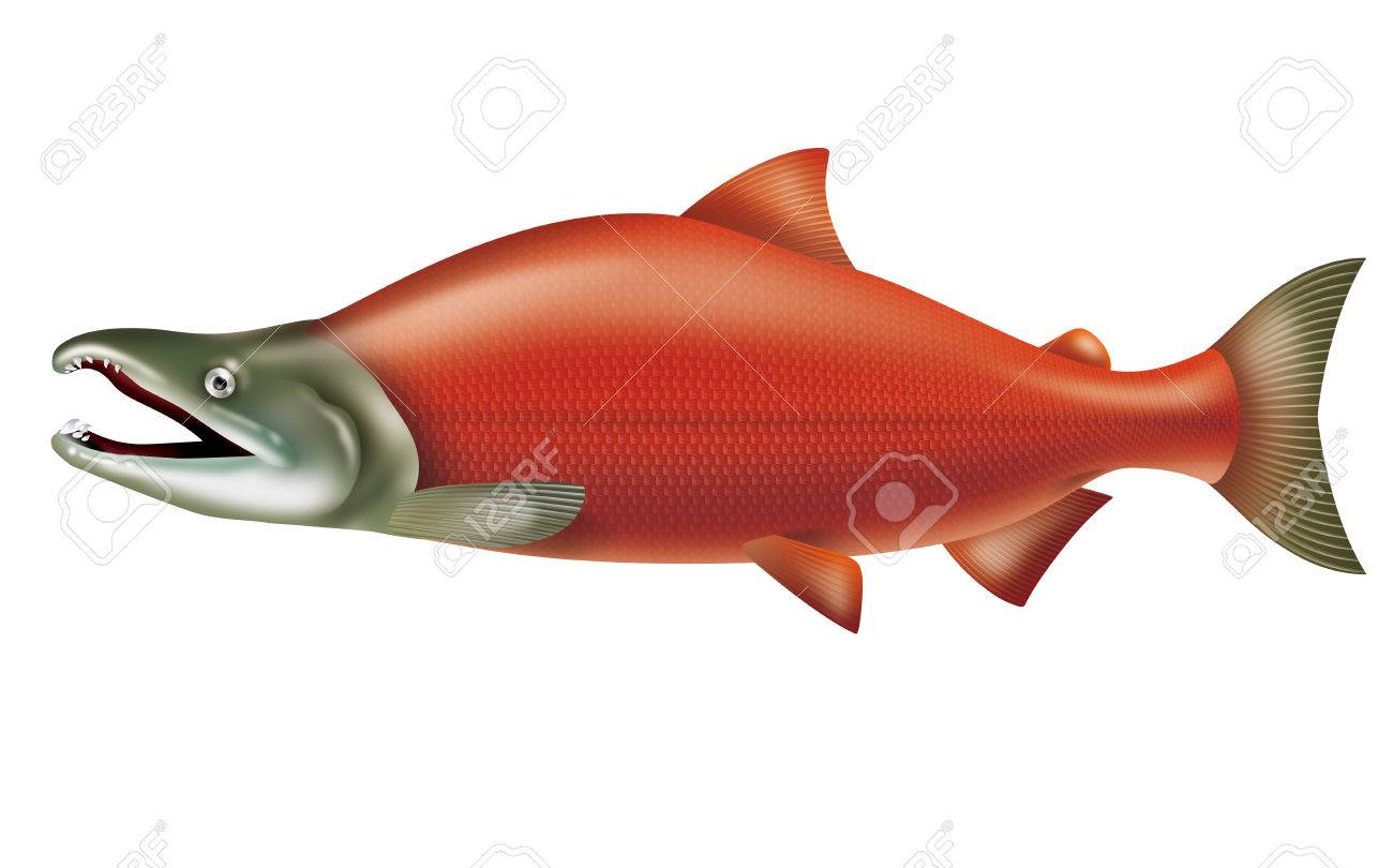 Illustration of the sockeye salmon or red salmon stock photo picture and royalty free image image