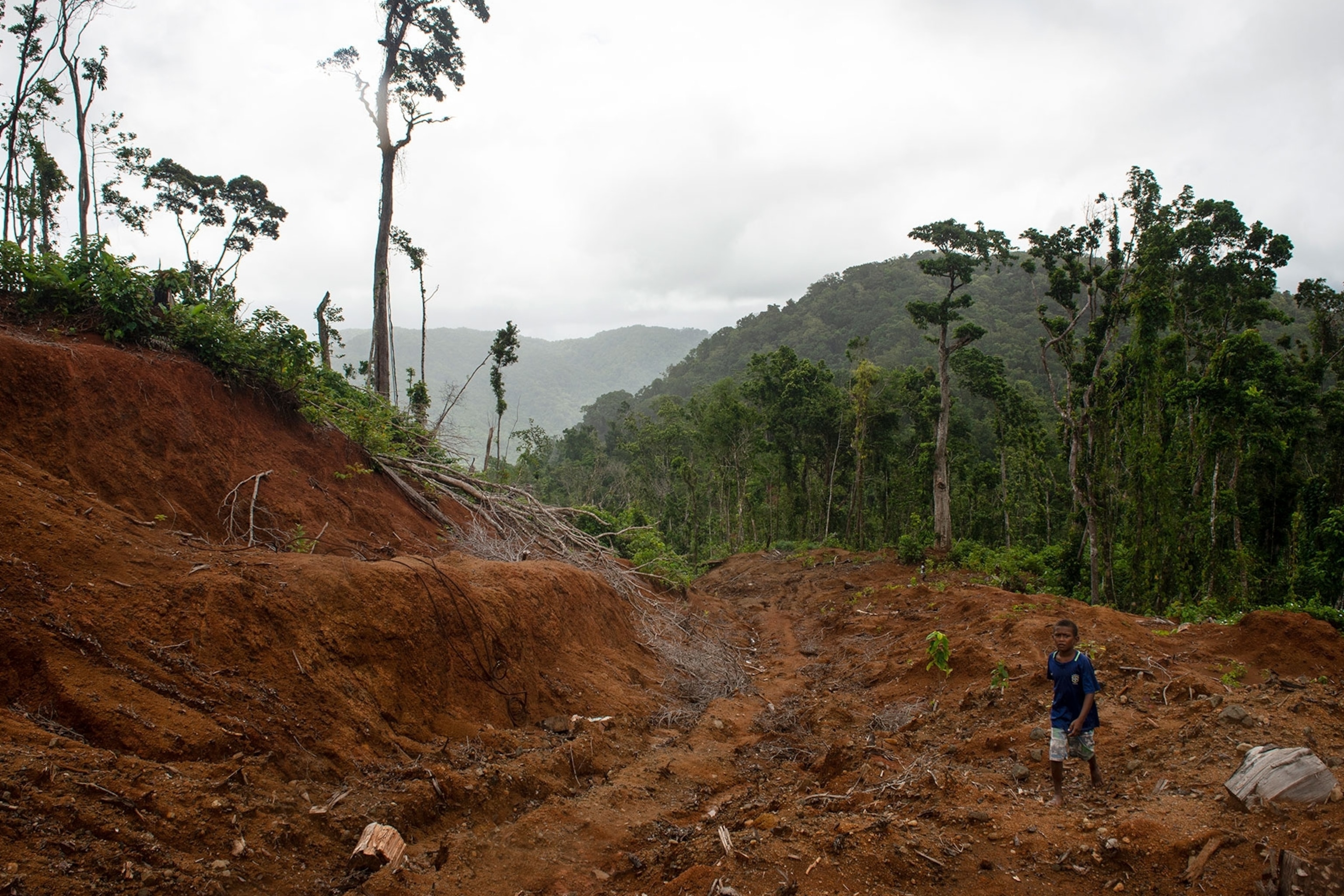 Logging is ripping apart the solomon islands one man is fighting back