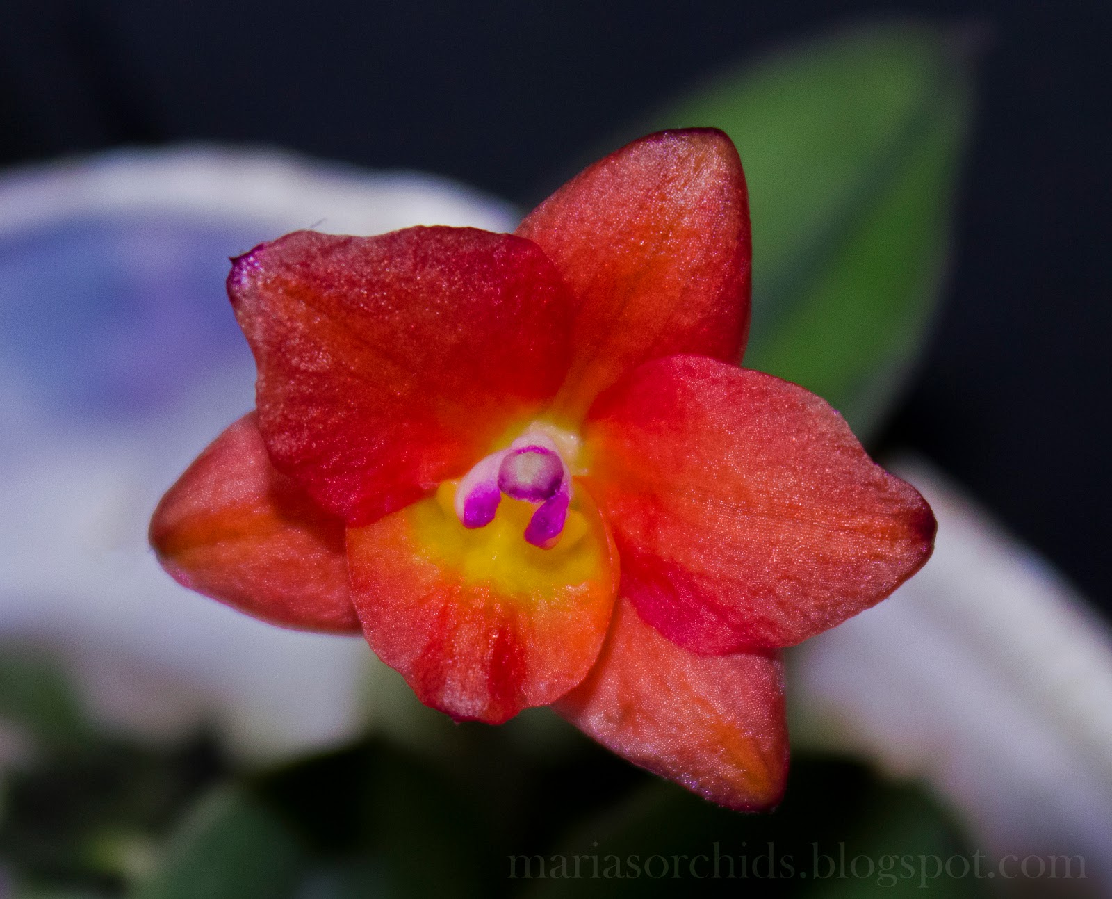 Marias orchids cattleya cernua blooms