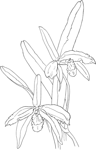 Cattleya perrinii or perrins sophronitis orchid coloring page free printable coloring pages