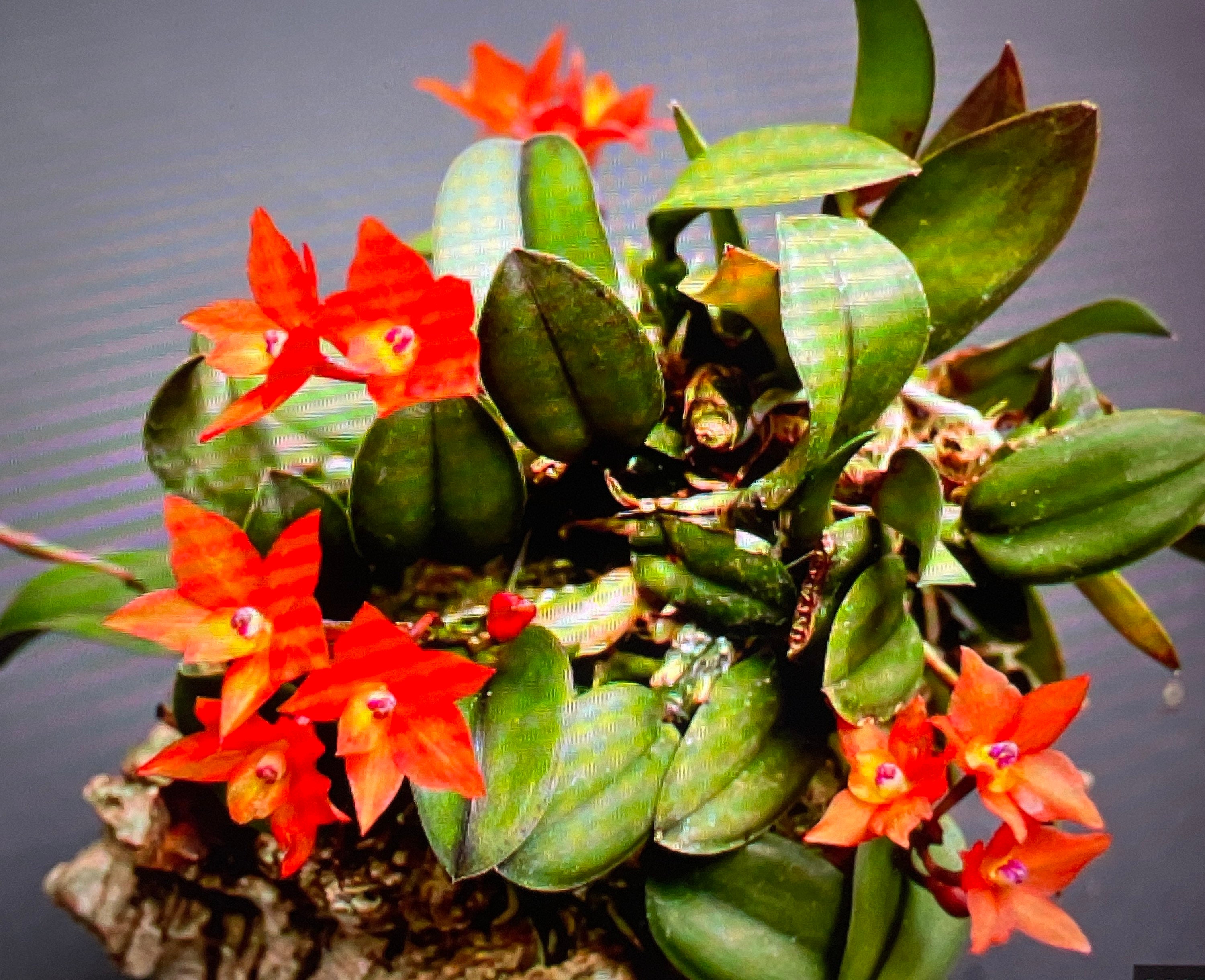 Tiny species orchid sophronitis cernua excellent orange blooming size in mounted nursery pot