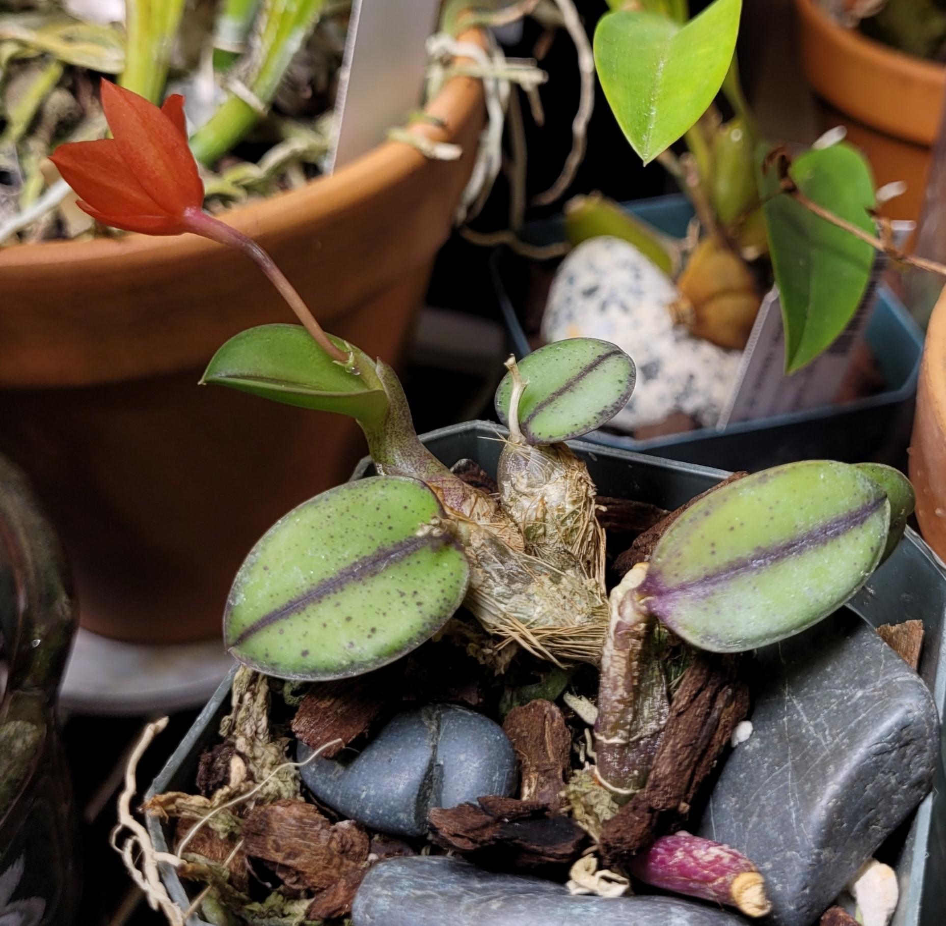 Sophronitis cernua miniature brazilian species rorchids