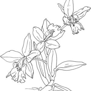Orchid coloring pages printable for free download