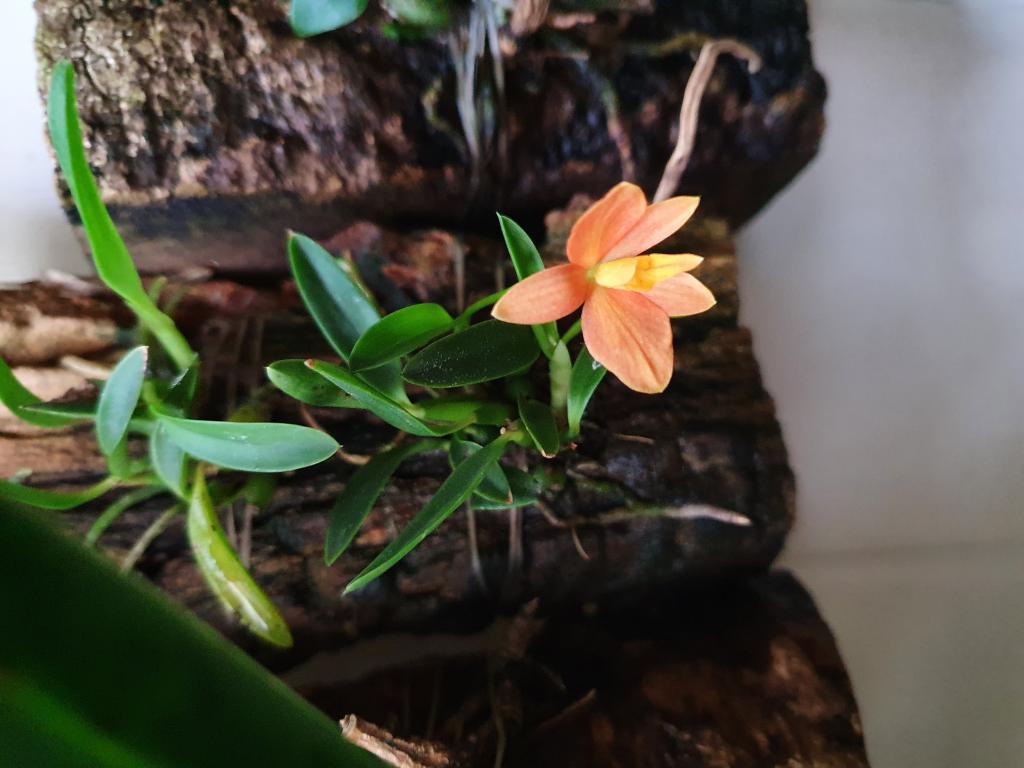 Sophronitis pygmaea now a cattleya