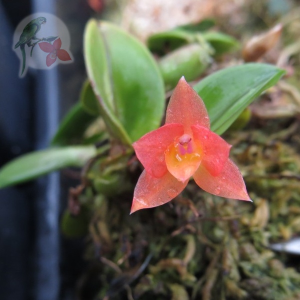 Cattleya cernua