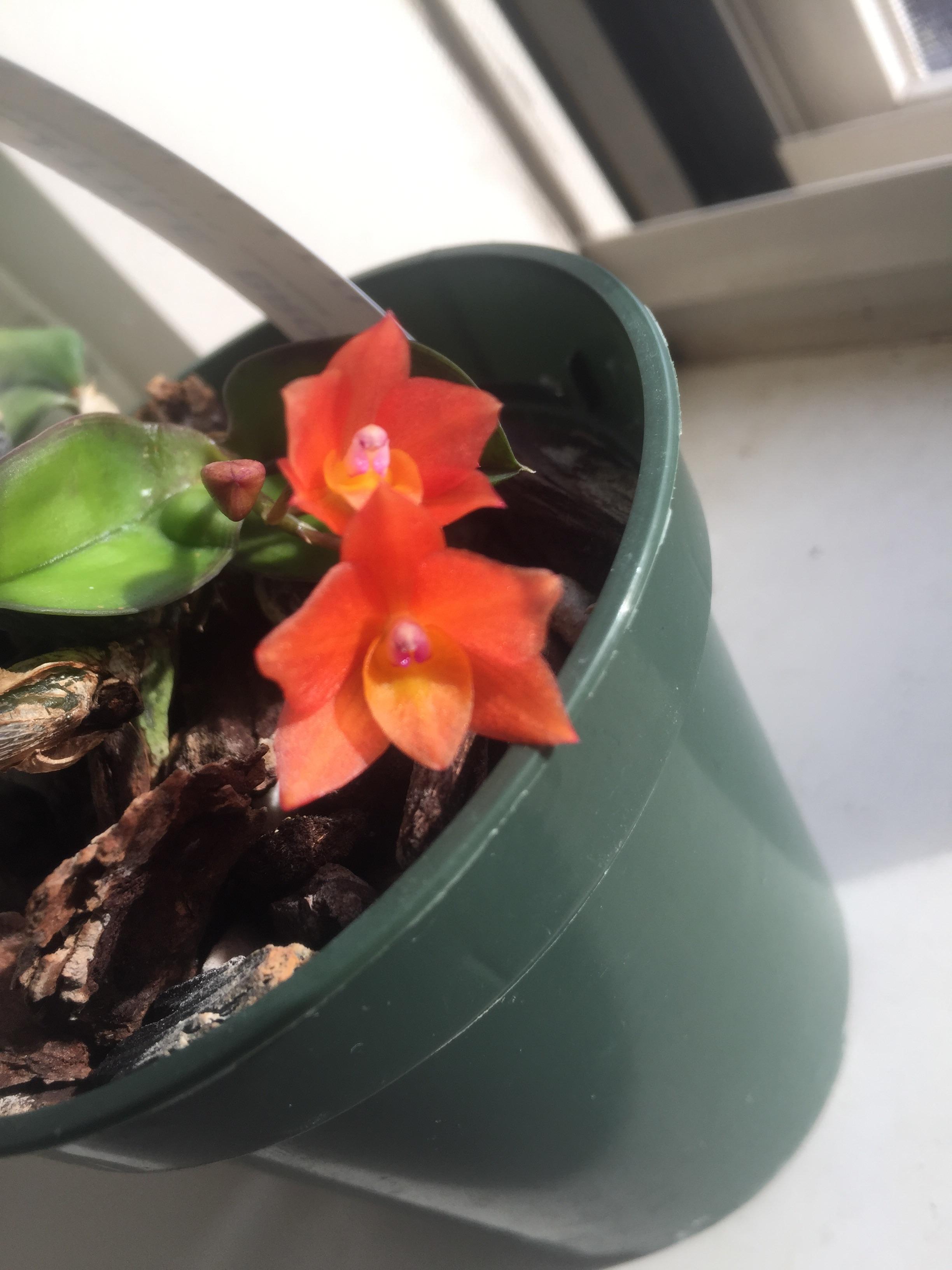 Sophronitis cattleya cernua pollinated by hummingbirds rorchids