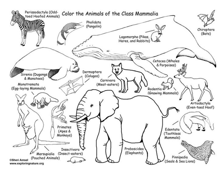 Mammals coloring page classification â coloring nature animal classification classifying animals mammals