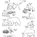 Animals groups â coloring nature