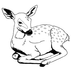 Top free printable wild animals coloring pages online