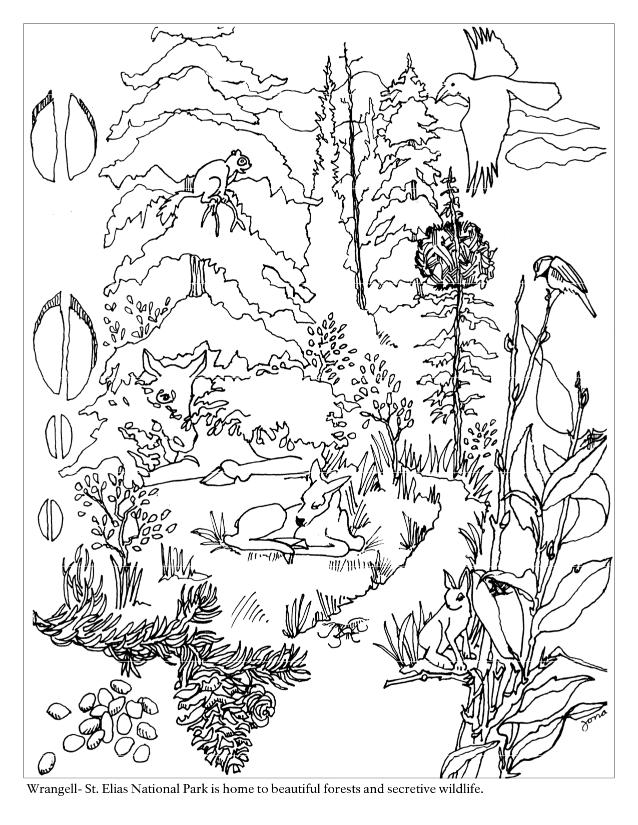 Forest coloring pages