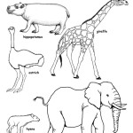 Animals groups â coloring nature