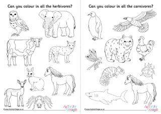 Animal classification sort photos
