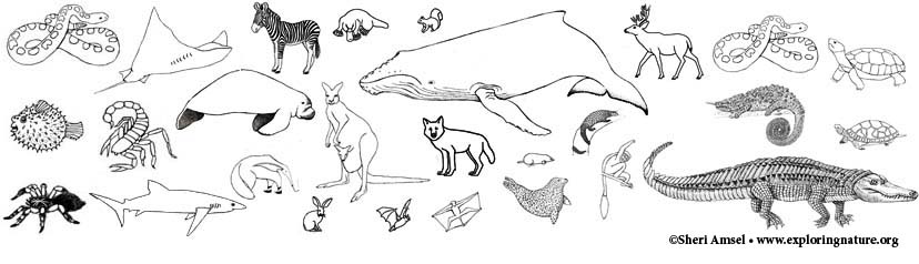 Animal group coloring pages