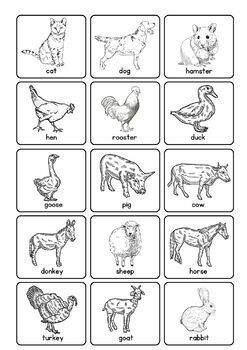 Animals sorting