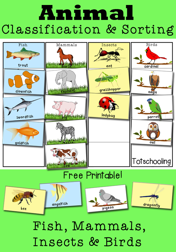 Animal classification and sorting activity
