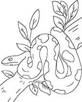 Big snake coloring sheet with boa