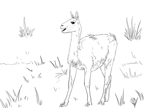 Guanaco south america camelid coloring page free printable coloring pages