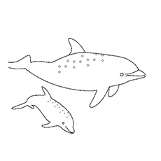 Top free printable dolphin coloring pages online