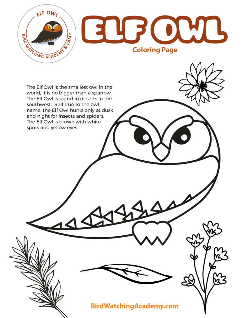 Elf owl coloring page