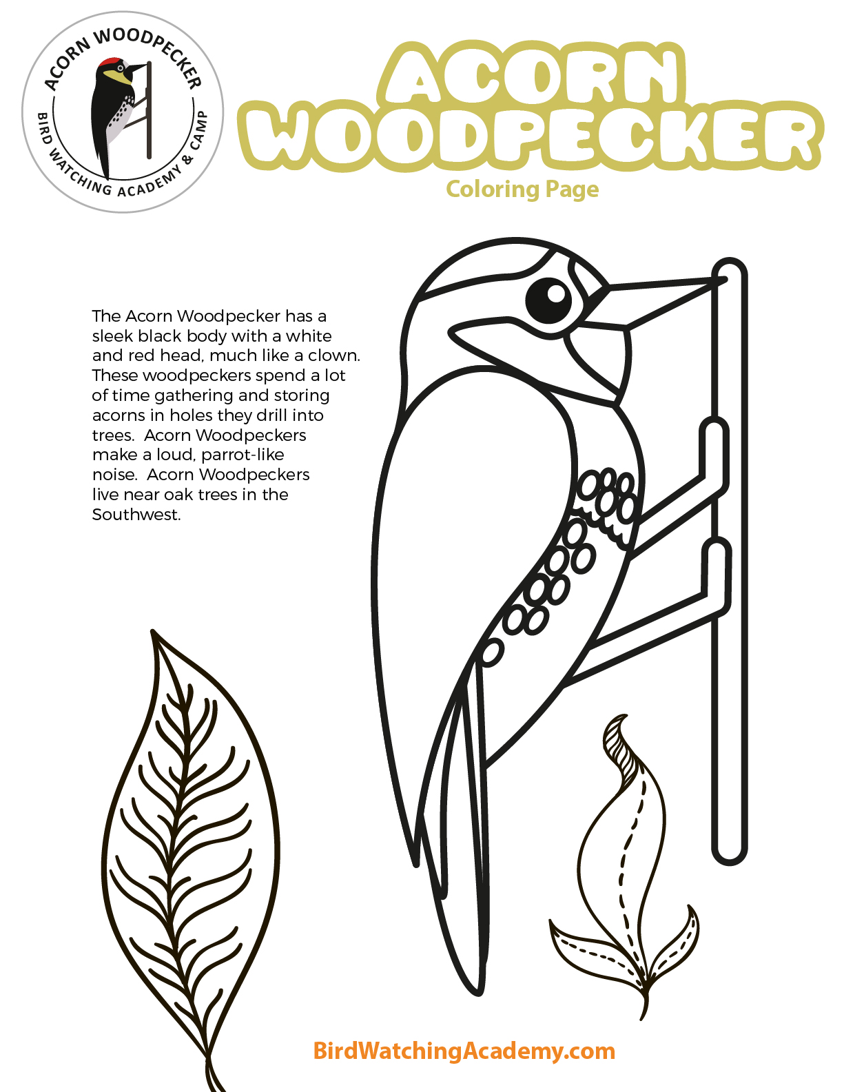 Acorn woodpecker coloring page