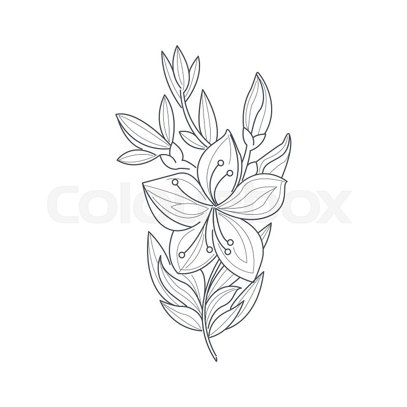 Jasmine flower monochrome drawing for coloring book stock vector