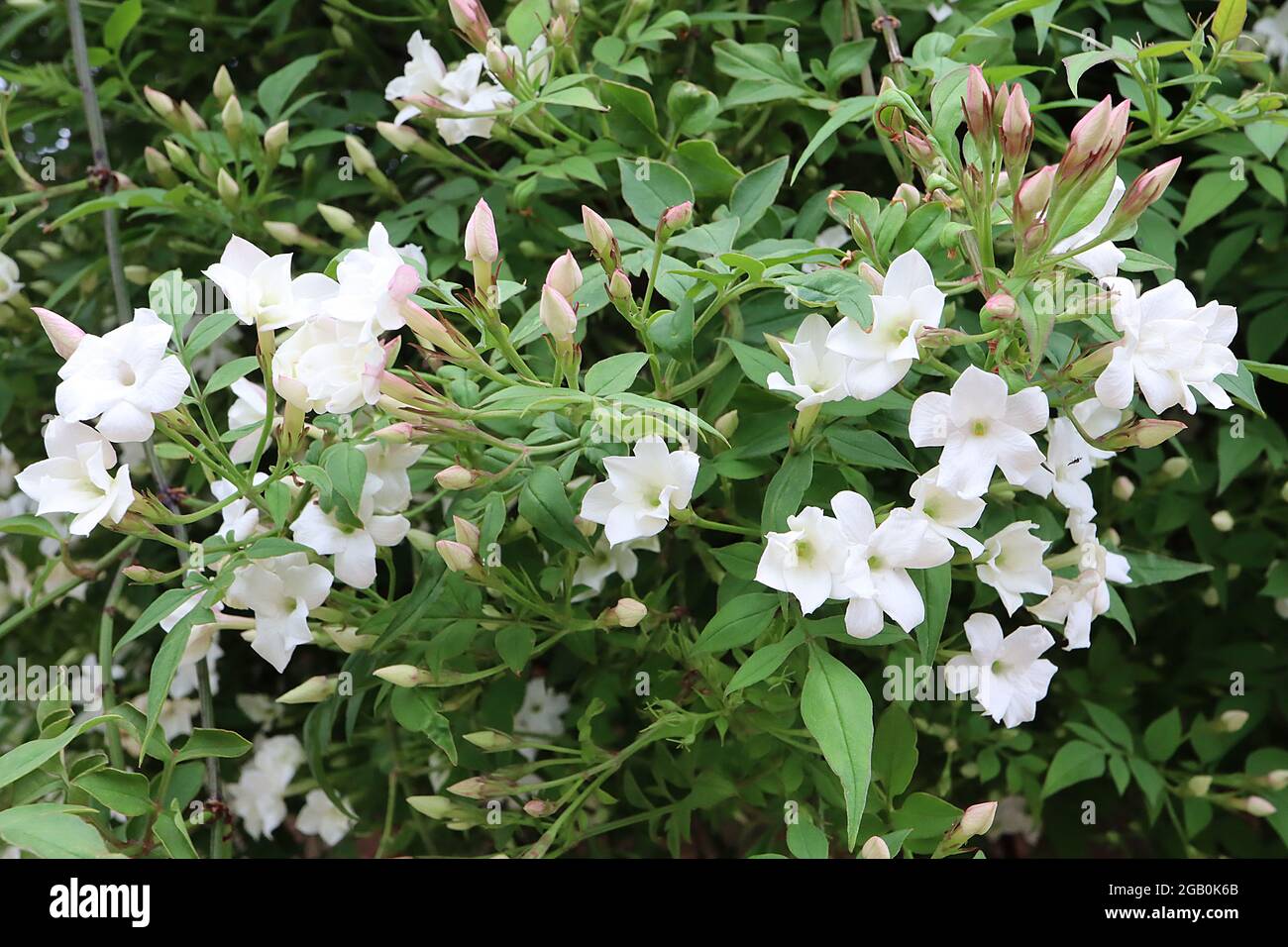 Spanish jasmine hi