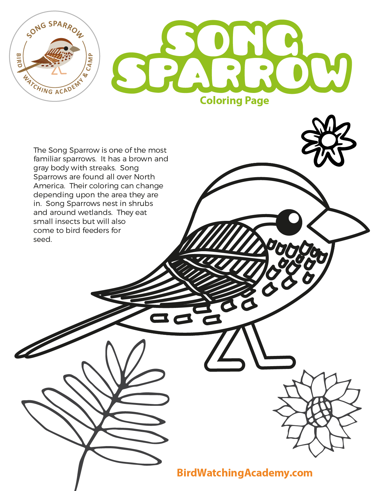 Song sparrow coloring page