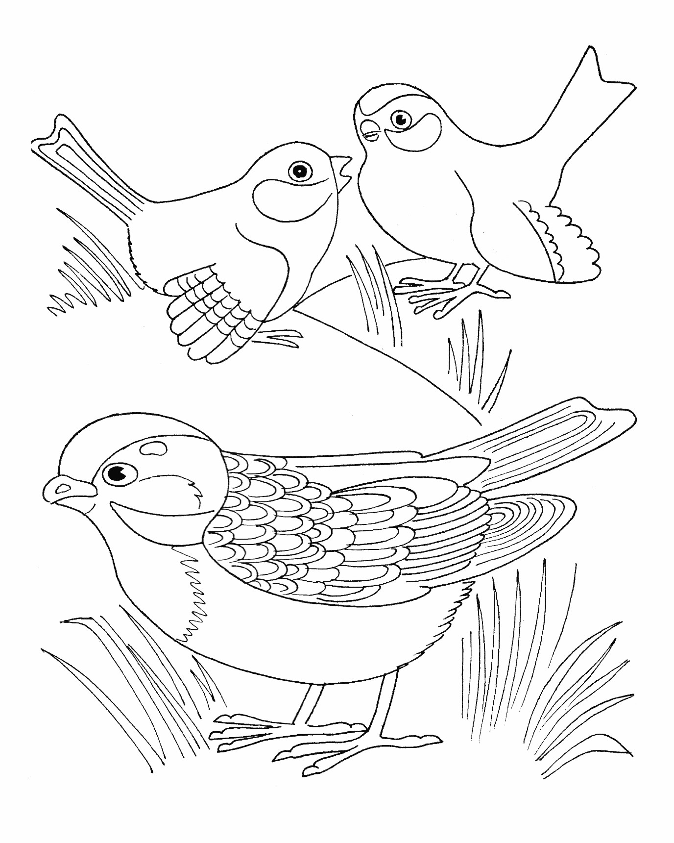 Sparrow coloring pages