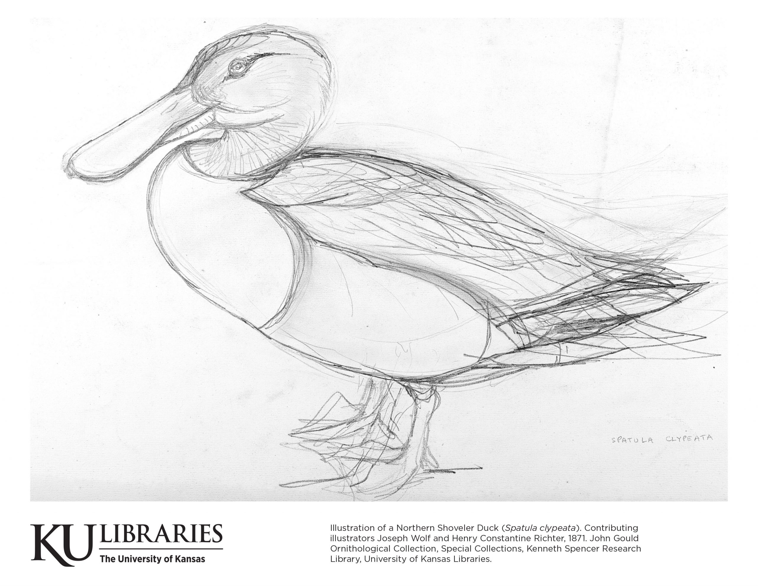 Kenneth spencer research rary blog bird drawings