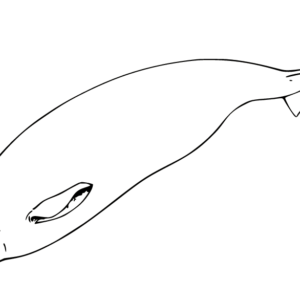 Whale coloring pages printable for free download