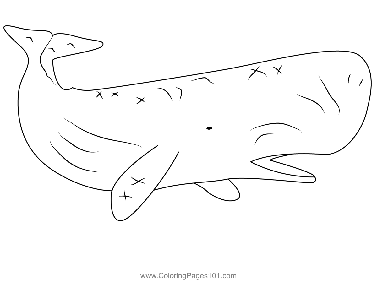 Sperm whale coloring page whale coloring pages sperm whale coloring pages