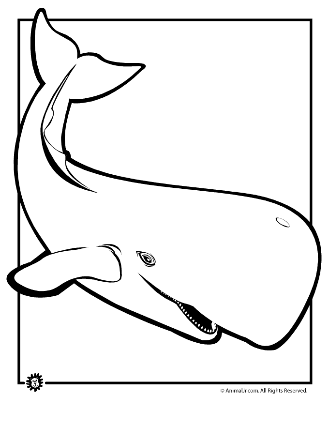 Whale coloring pag sperm whale coloring page â animal jr whale coloring pag coloring pag shark coloring pag