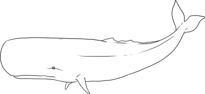 The amazing whale coloring pages pdf to print whale drawing whale coloring pages sperm whale