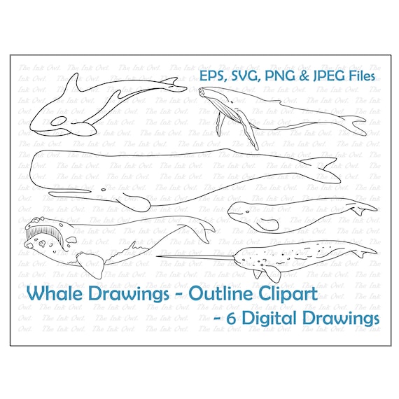 Whale species outline drawings orca sperm whale right whale beluga narwhal humpback illustrations png jpg svg eps vector set