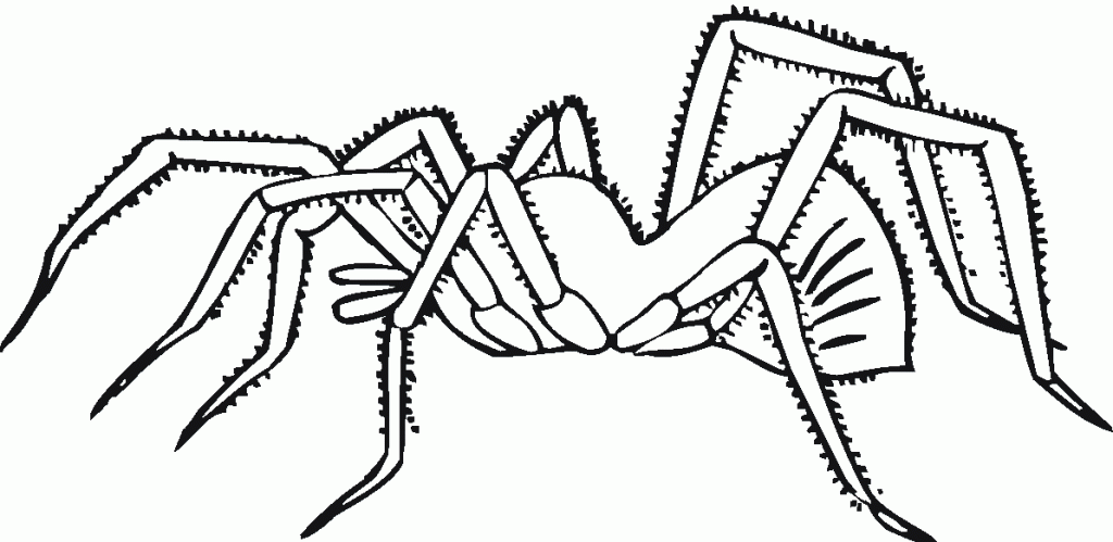 Free printable spider coloring pages for kids