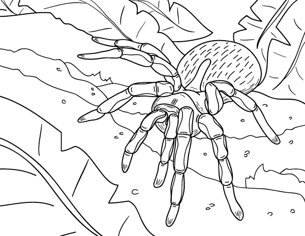 Printable spider coloring page