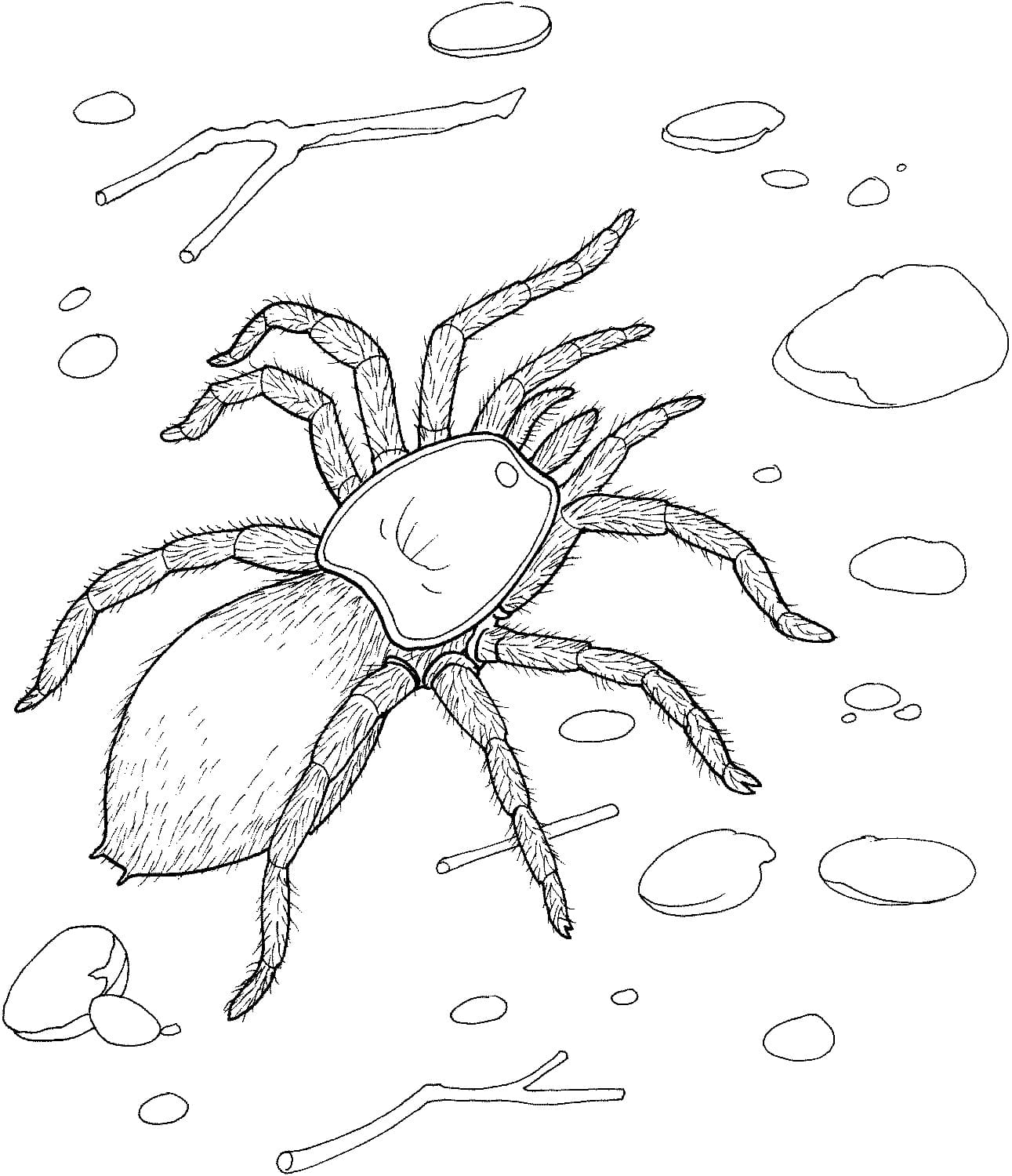 Spider coloring pages for kids
