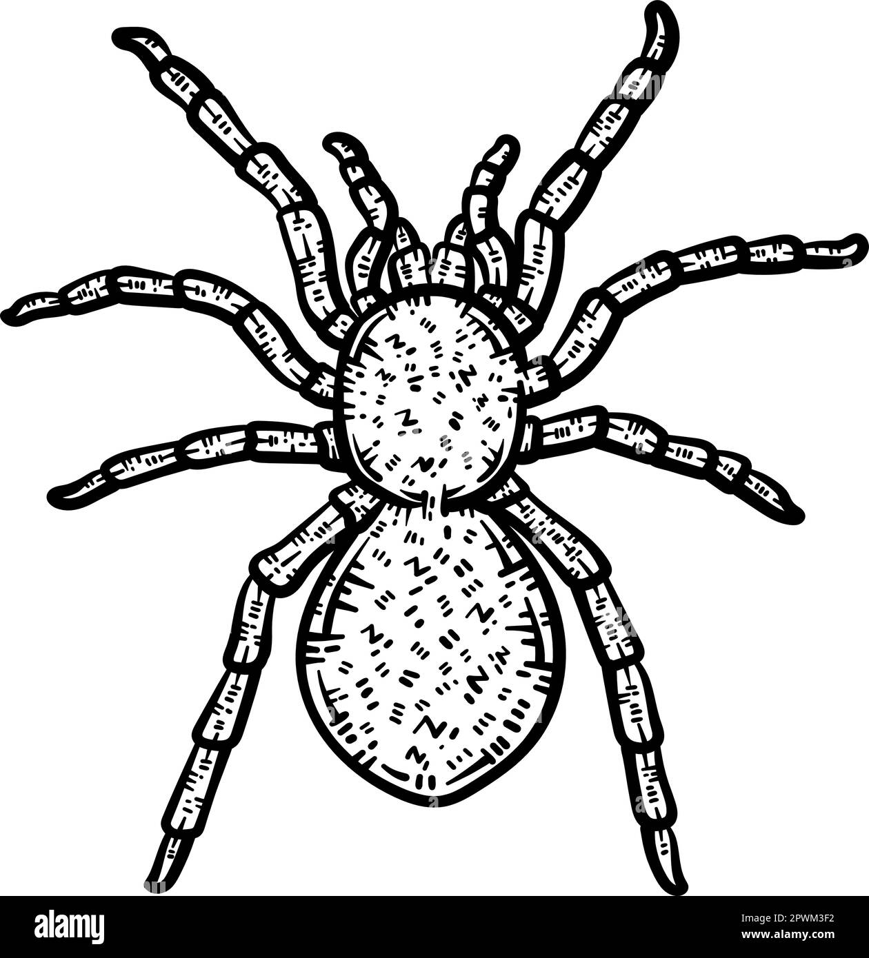 Spider animal coloring page for adults stock vector image art