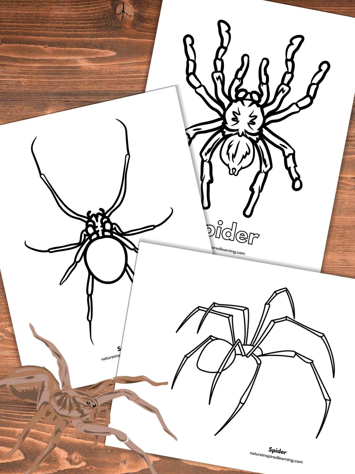 Spider coloring pages